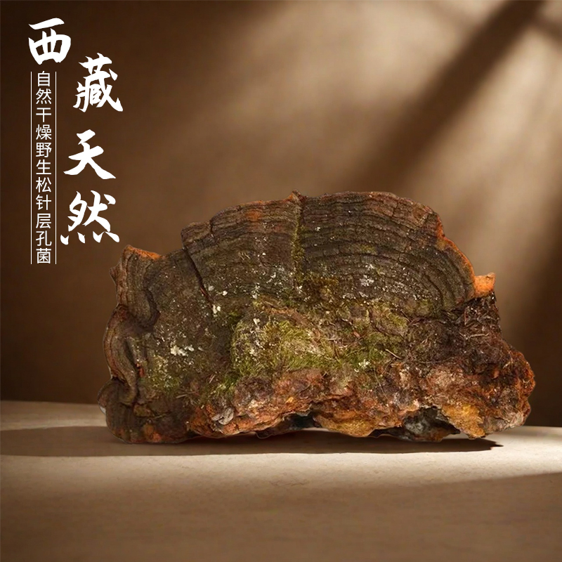 西藏野生松针桑黄纯天然特大块切块均可整颗保证品质保证完整