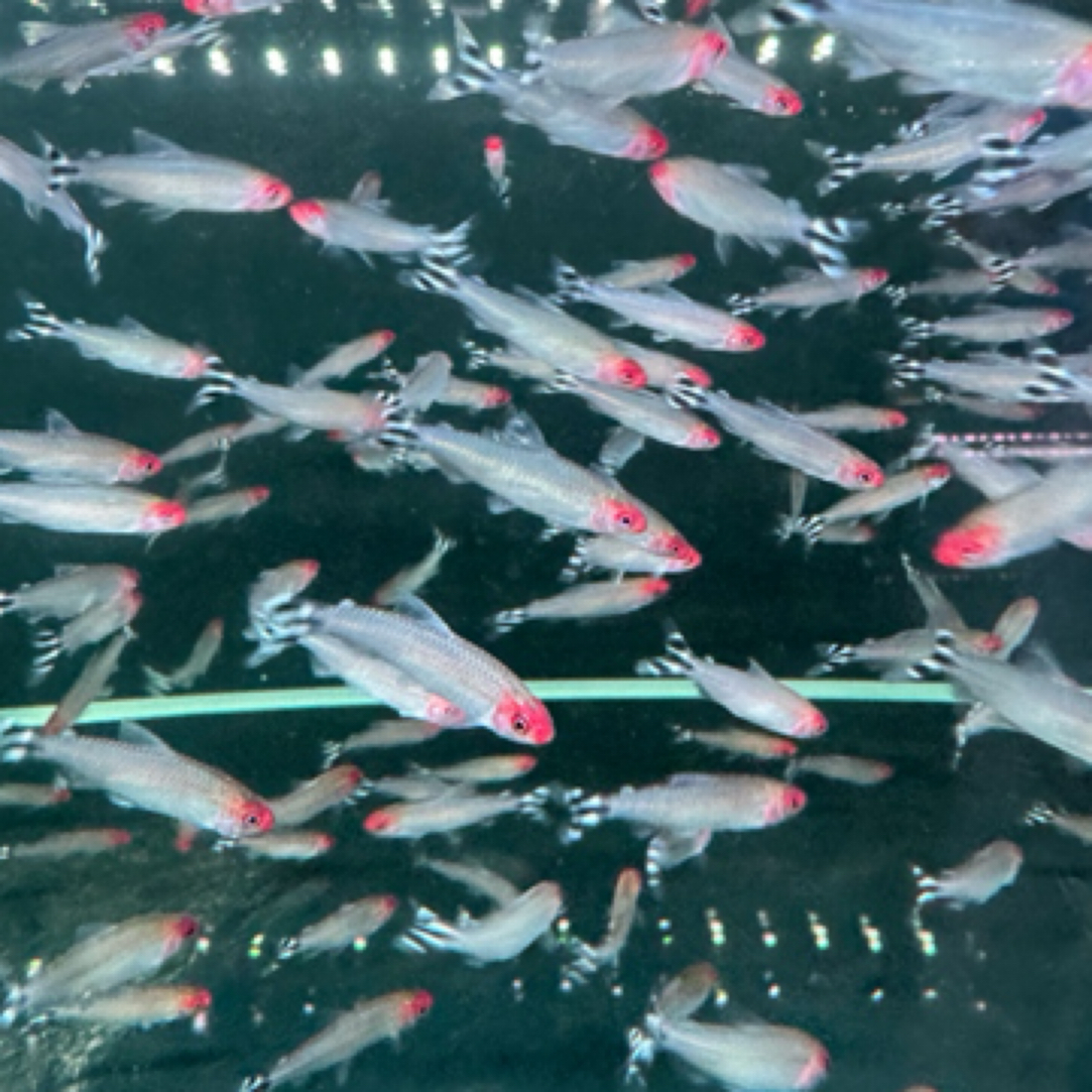 明天小鱼灯科鱼（红鼻子）小型热带~南美淡水鱼。