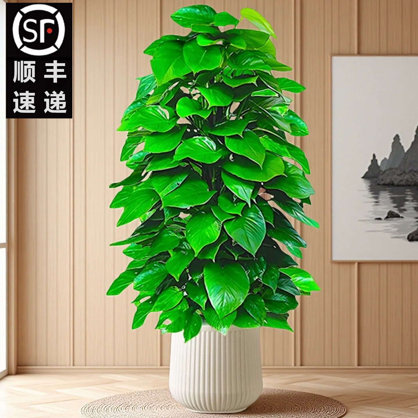 【顺丰包邮】绿萝柱大型盆栽植物室内大叶绿植净化空气好养去除甲醛