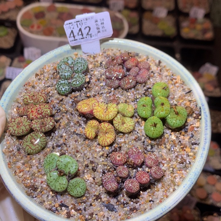 精品生石花219.442