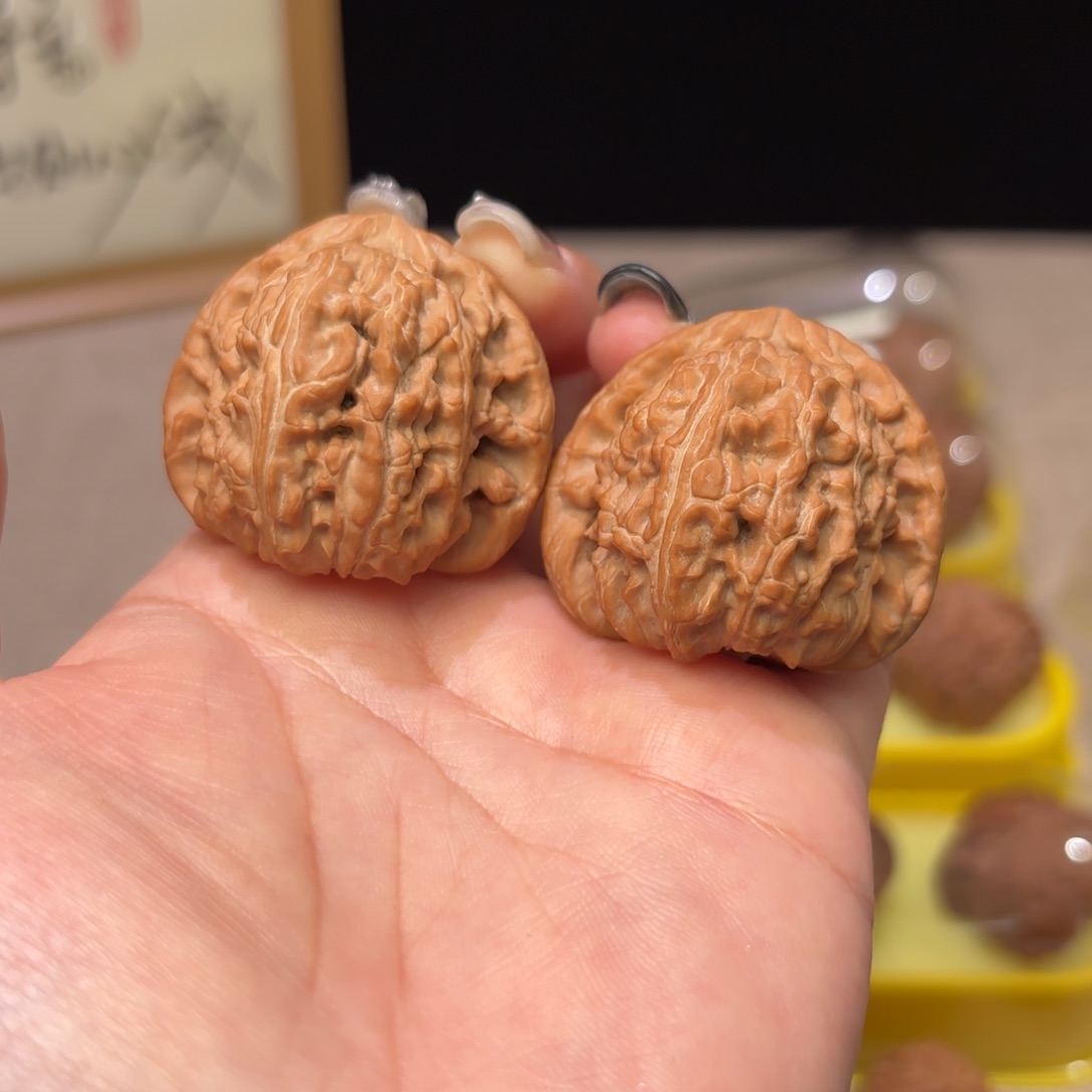 醉***湖40 尺全品无修红皮白狮子