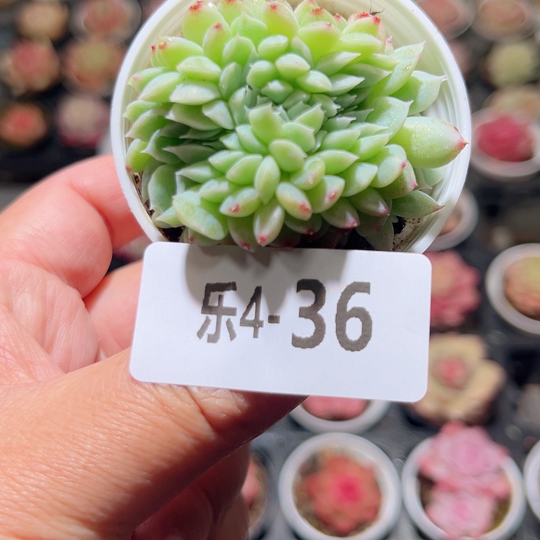 乐4-36 新品缀化 