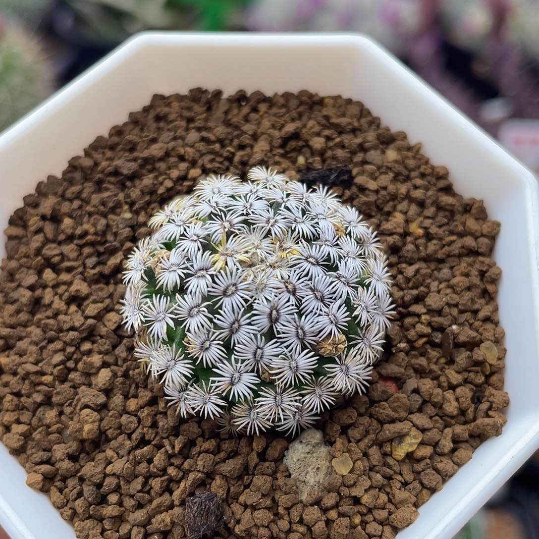 实生克氏丸仙人球多肉