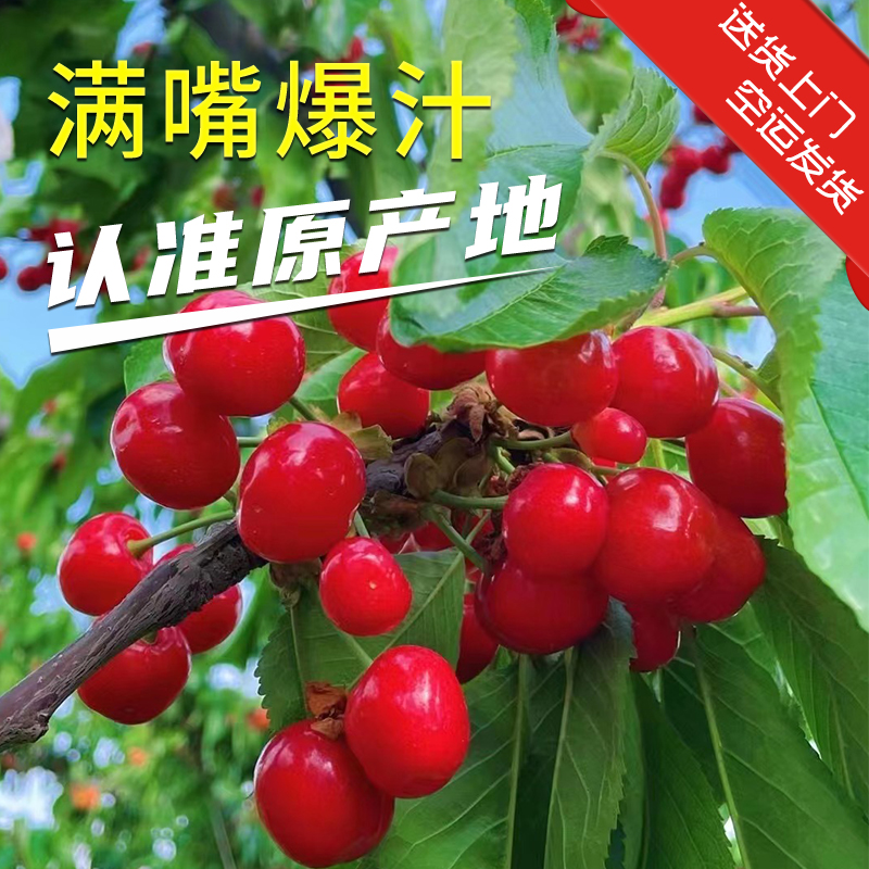 【土豪专属冷链】大樱桃红灯新鲜脆甜樱桃水果爆汁天水大樱桃