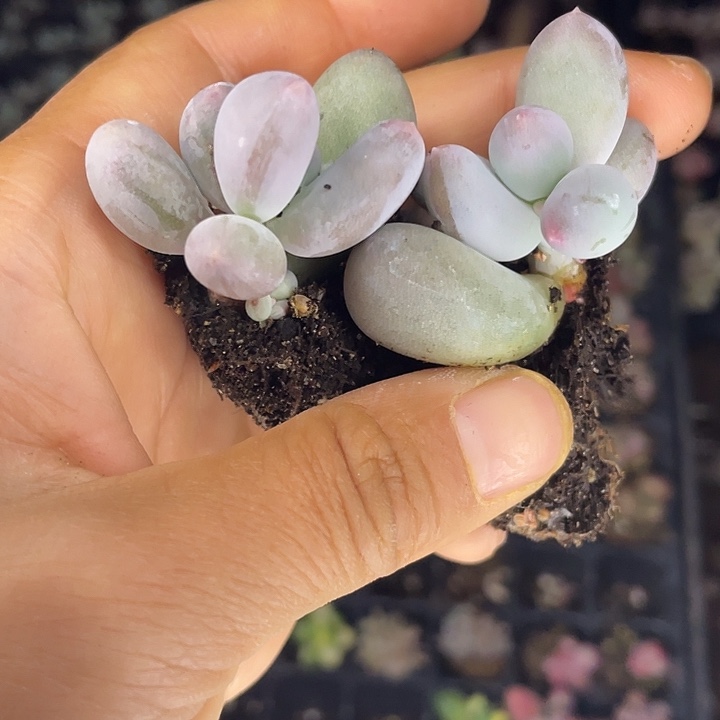 米可发2颗满18包邮