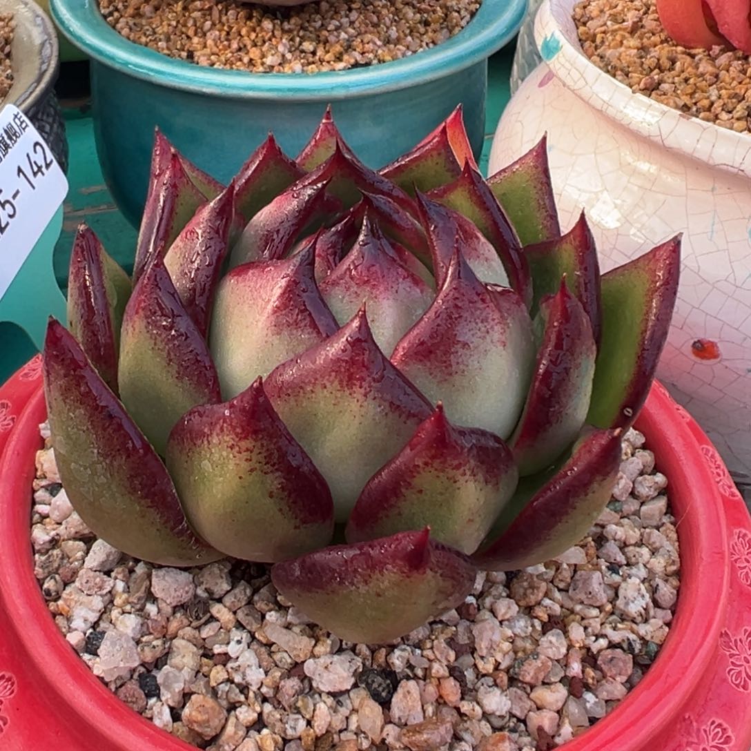 多肉一物一拍0225-142