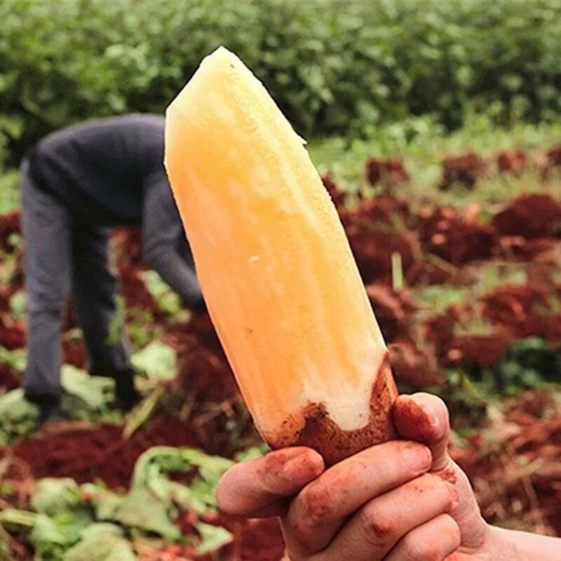 云南天山雪莲果新鲜水果当季现挖脆甜红心雪连果时令5/9斤