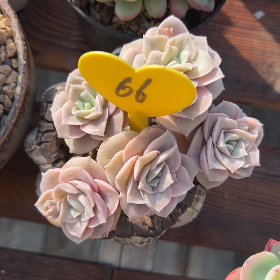 爱****艳多肉植物一物一拍