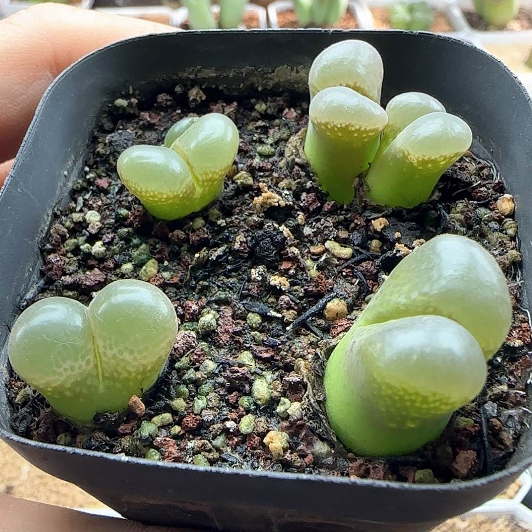 疯狂甩卖开始啦43070