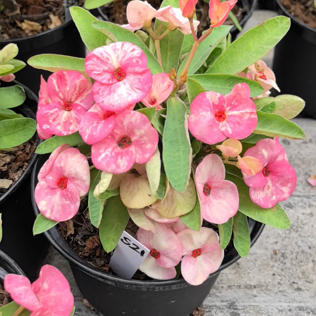 完全开放原子星直播间一物一拍