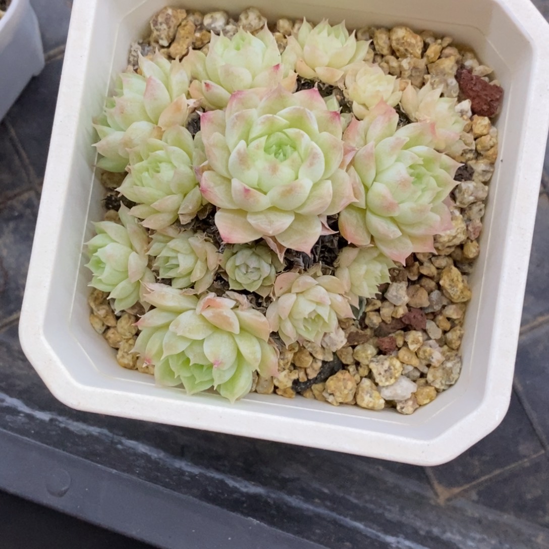 精品多肉一物一拍不包整390