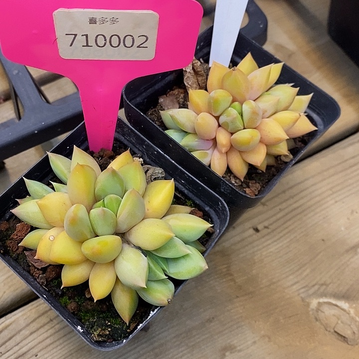「***」710002， 717107黄金象牙
