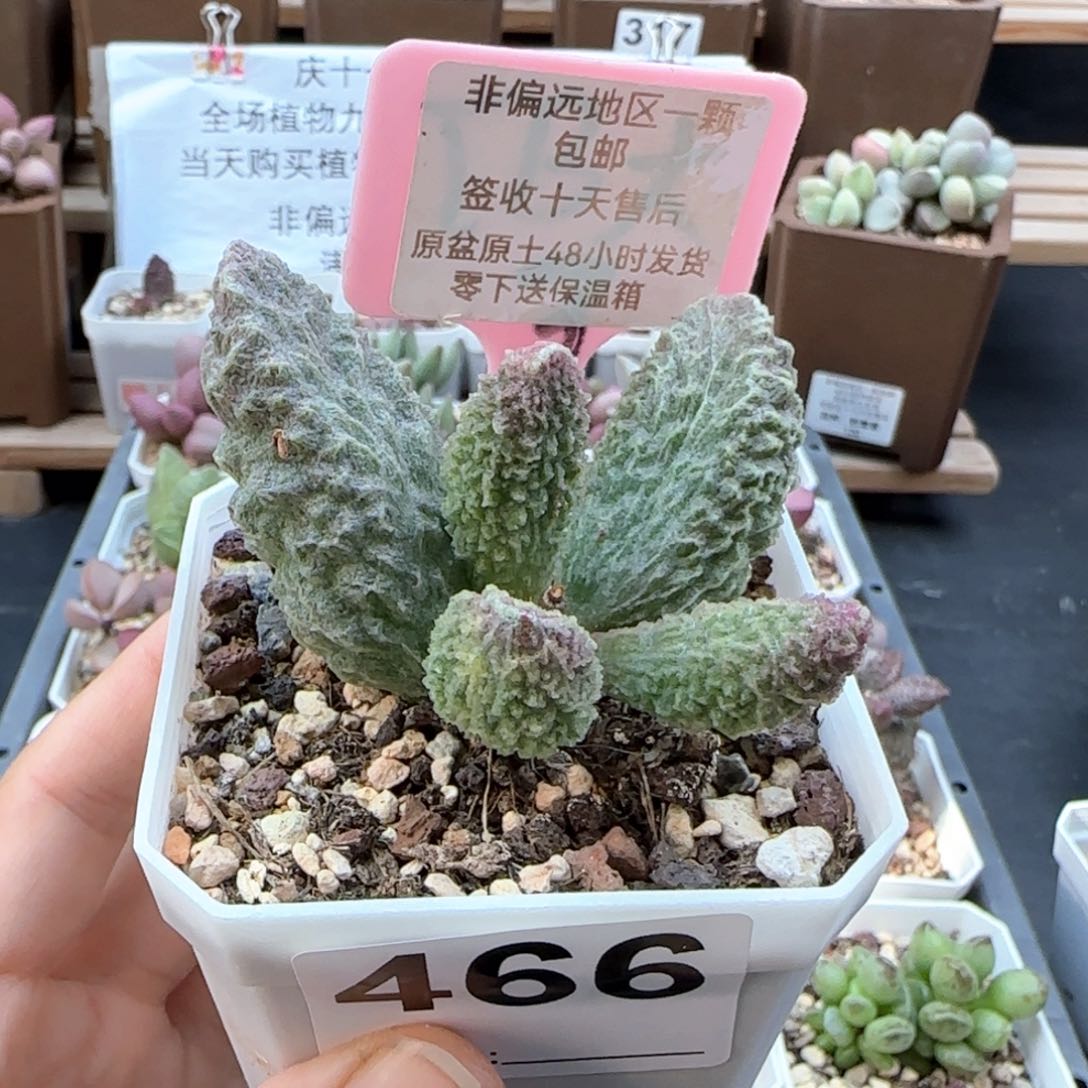 466苍龙多肉植物