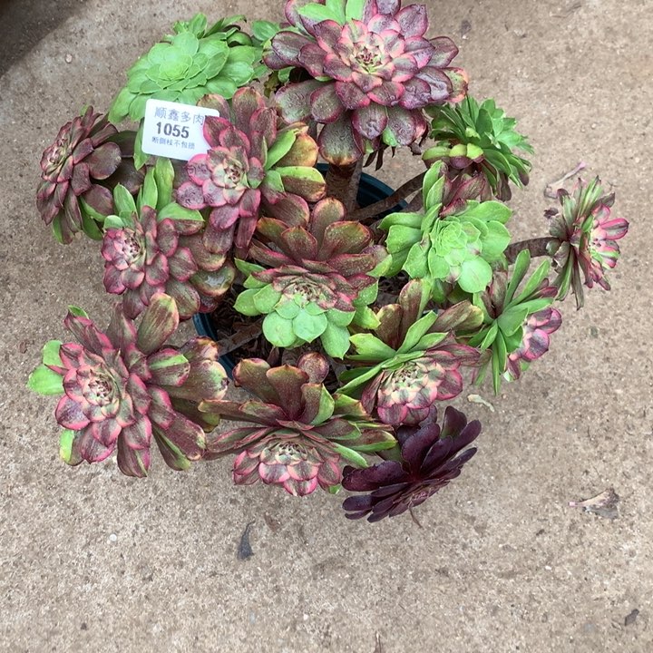 1055粉黛多肉植物
