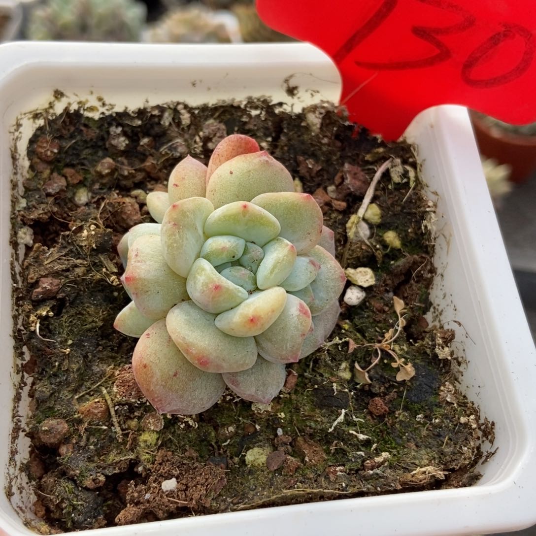 730石化星影3头多肉