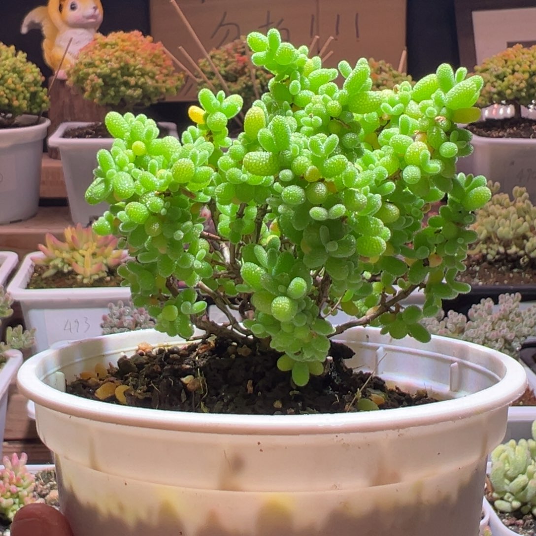 577金桔一物一拍包开箱