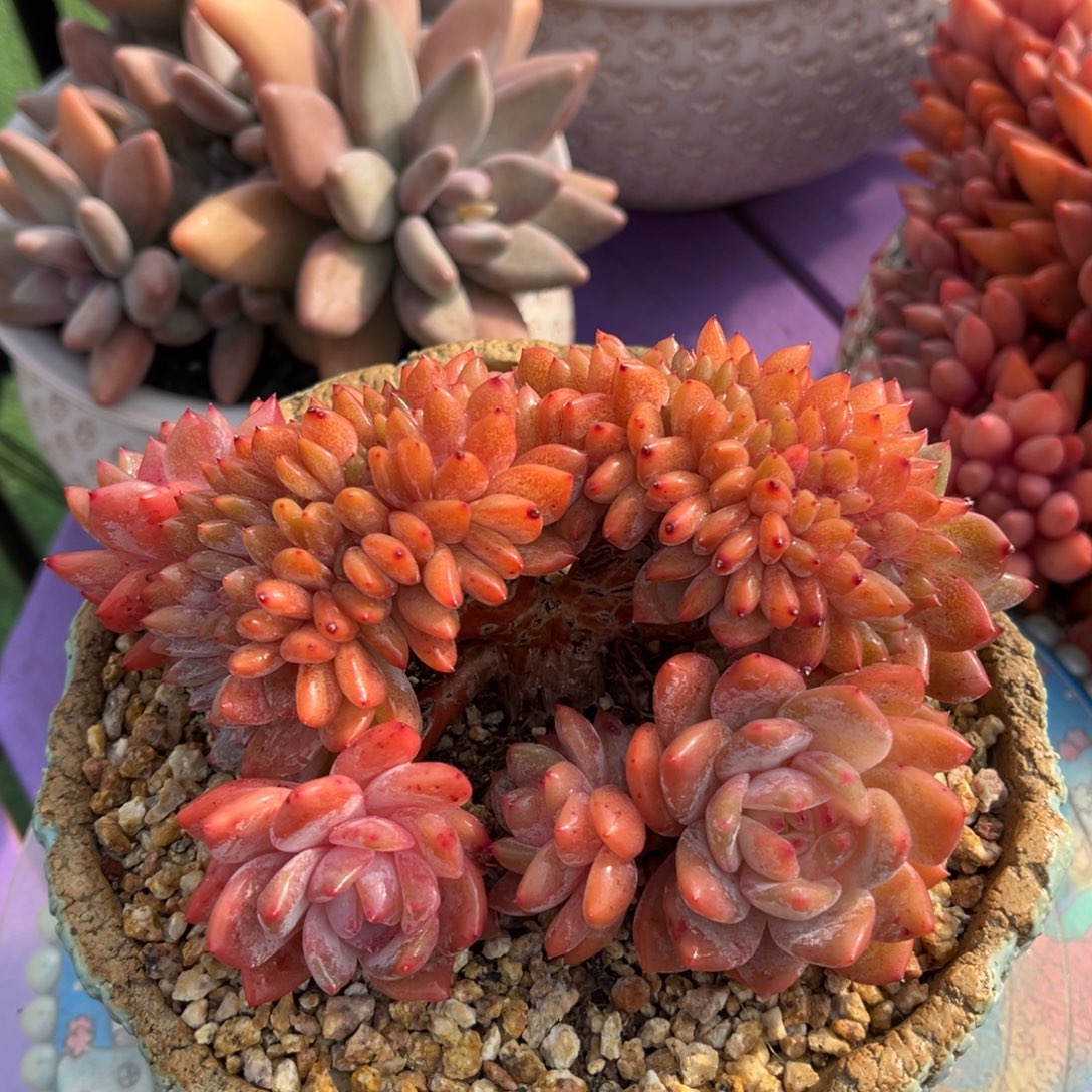 小树缀化一物一拍