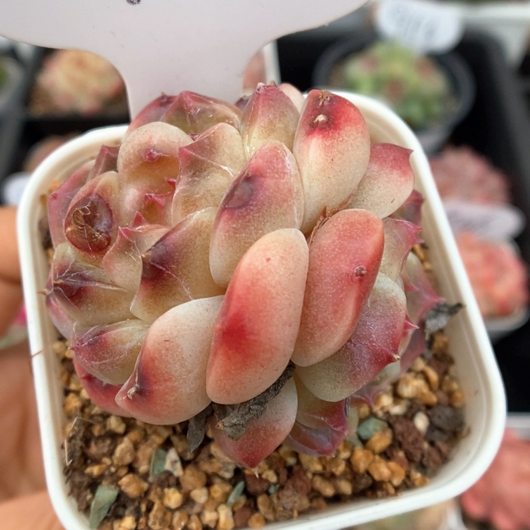 糖心冰魄可拍4235号