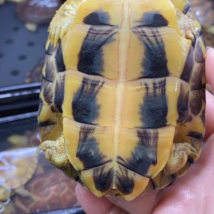 幻***家绿毛龟公10cmfcffccccc go