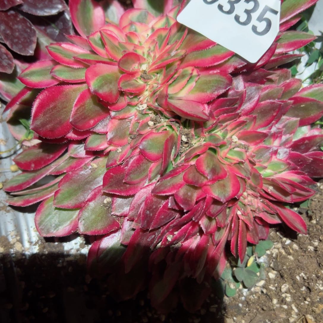 335 号多肉植物法师新年福利