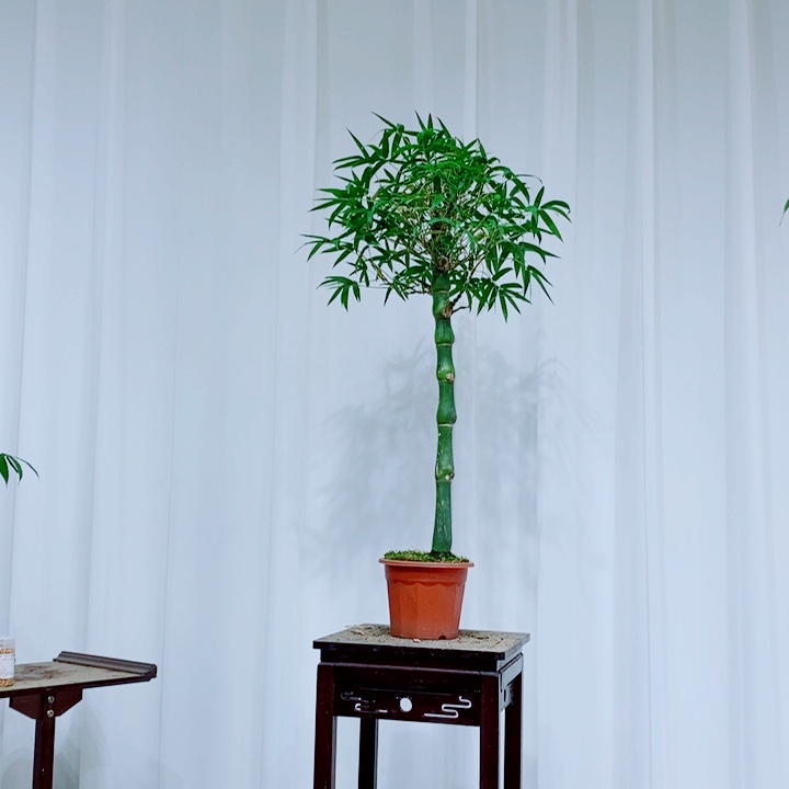 无花朵T**✨111111111111