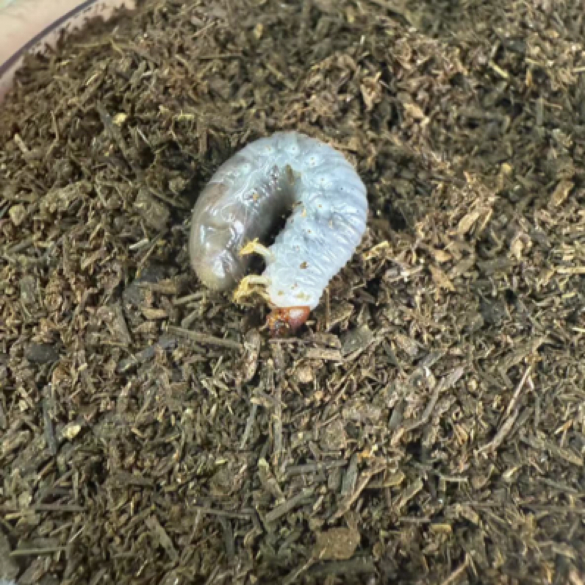 大王琉璃X琉璃 彩虹锹甲无忧罐（活体甲虫幼虫）