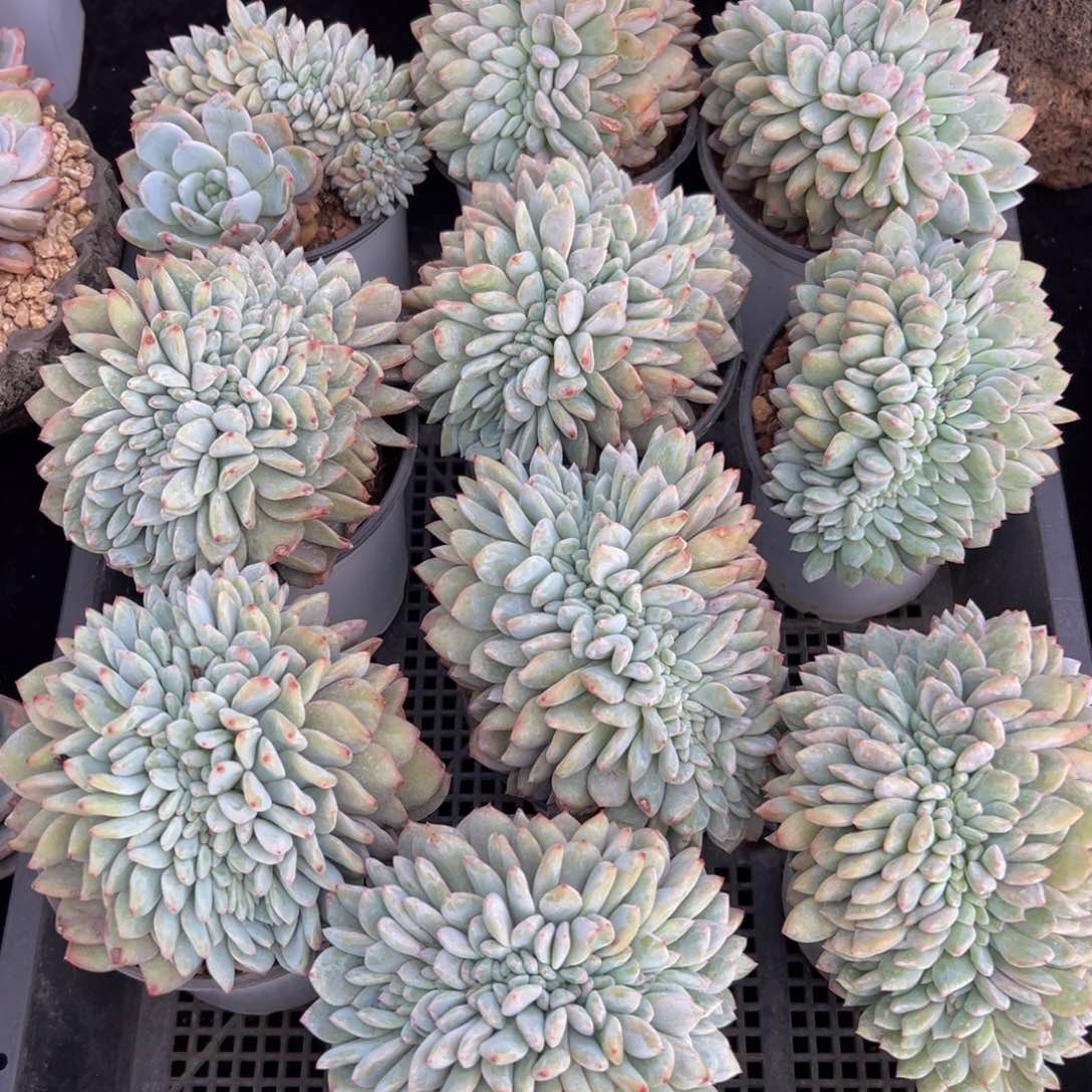 新年快乐 新年快乐