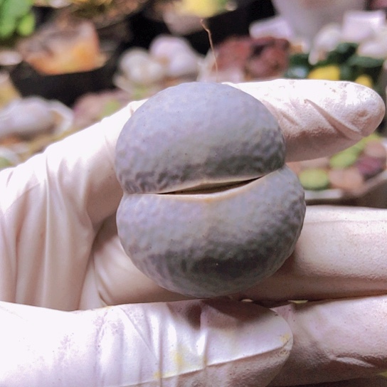 无花朵0899，下班福利3.5厘米