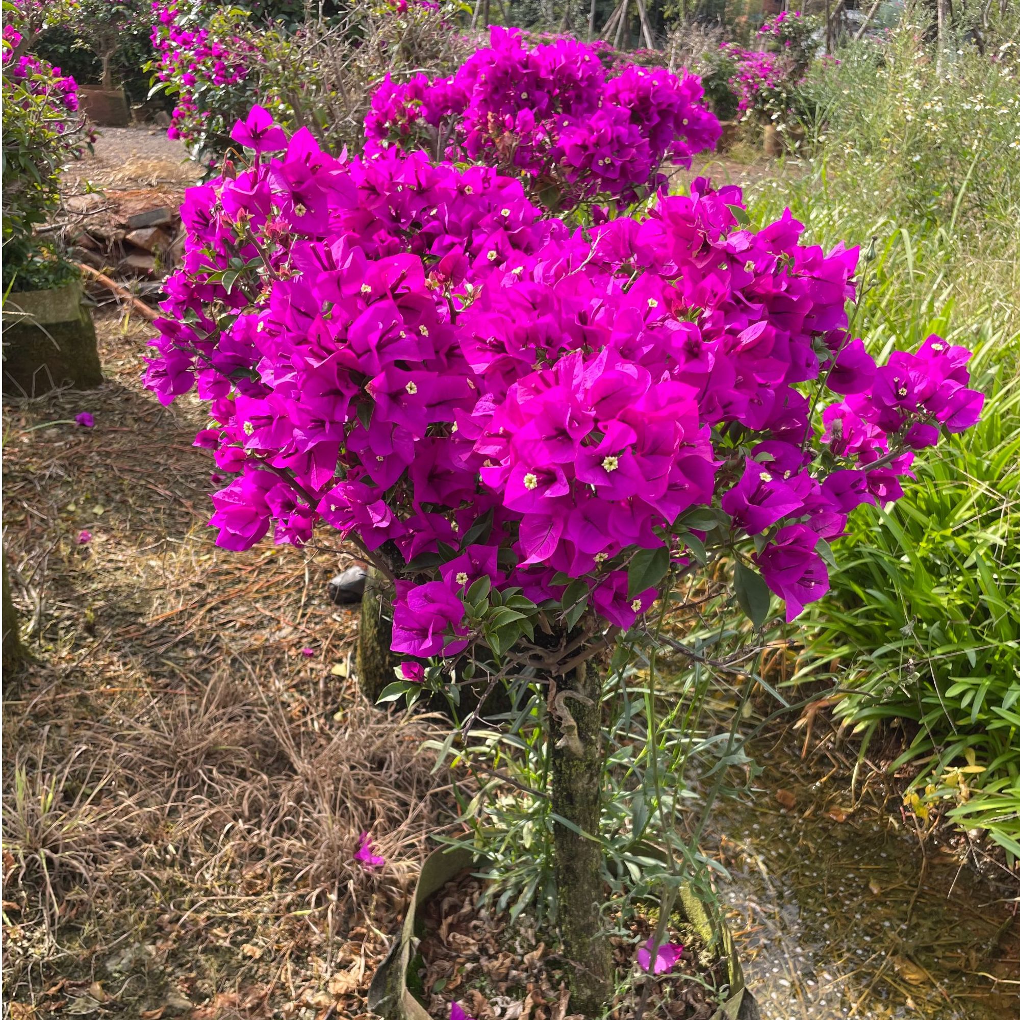 三角梅安格斯云南紫原生老桩 一物一怕 盆栽地栽嫁接云南基地直发