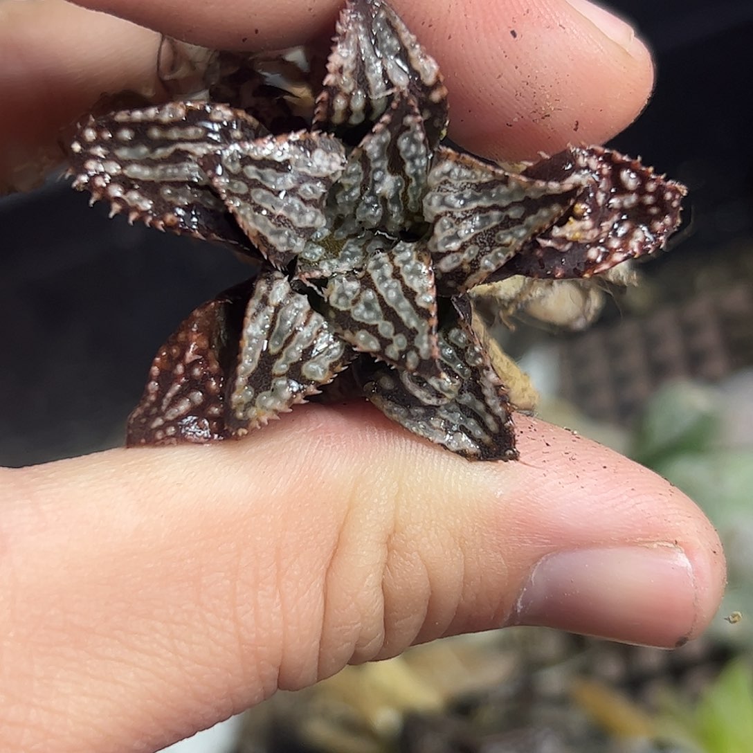 茶色十二卷多肉植物满足