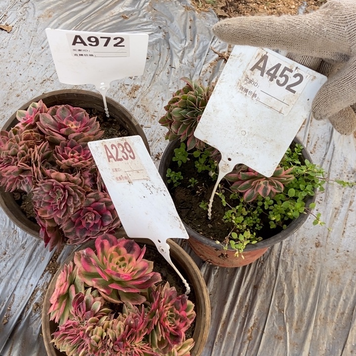 赵***赵A972A452A239三颗倾城男神倾城