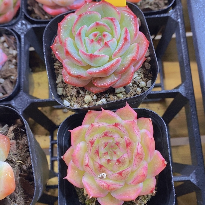 817号 郁金香加麦杆