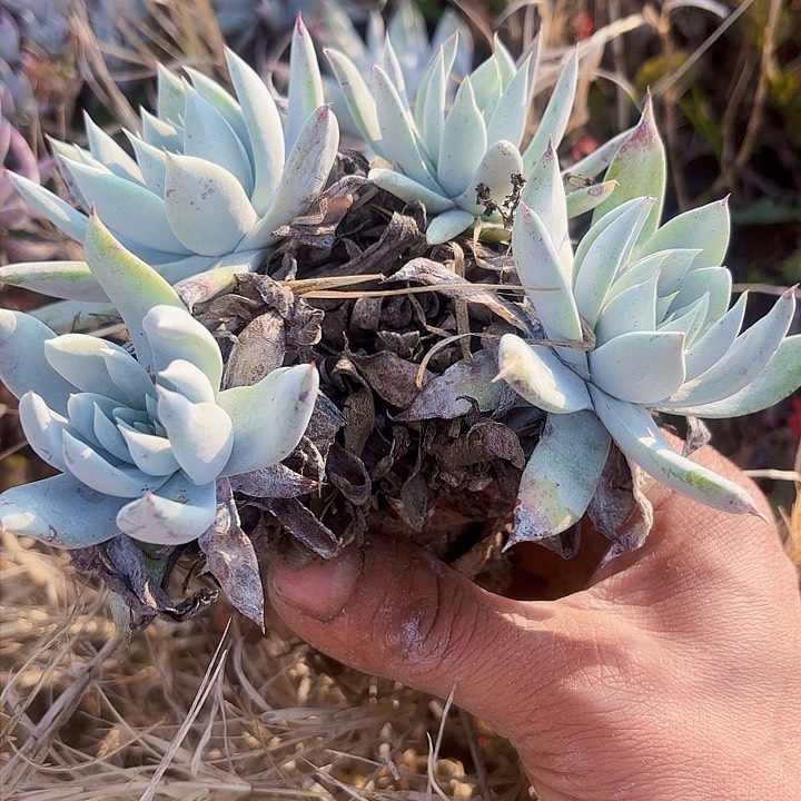仙女杯多肉植物萃取