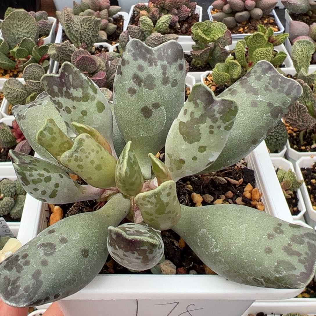 十方盆猫耳海豹老桩多肉植物水泡