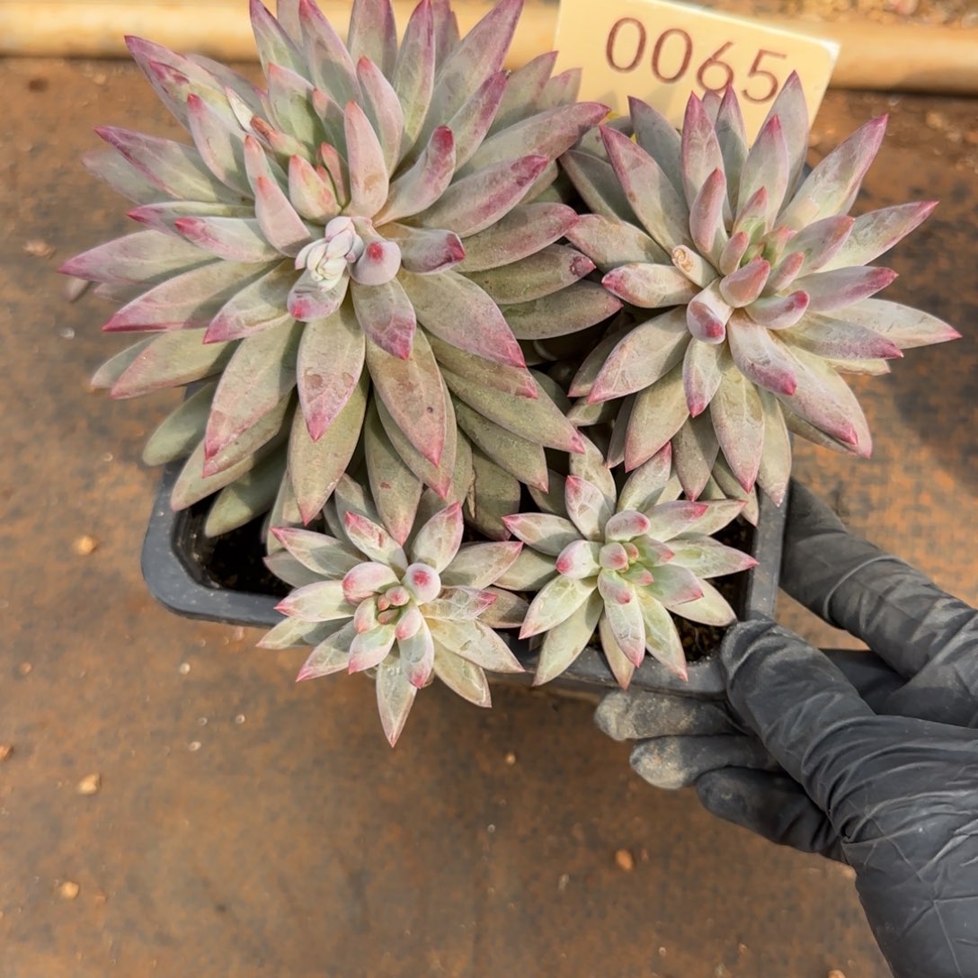 嗷***版0065。      虞美人。    