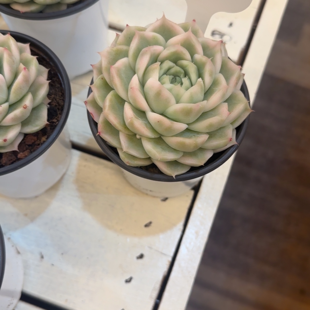 慧***头1211-29eko麦秆锦