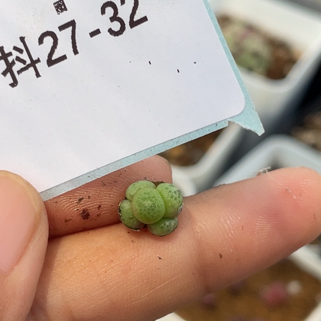 27-32草莓斑马多肉植物