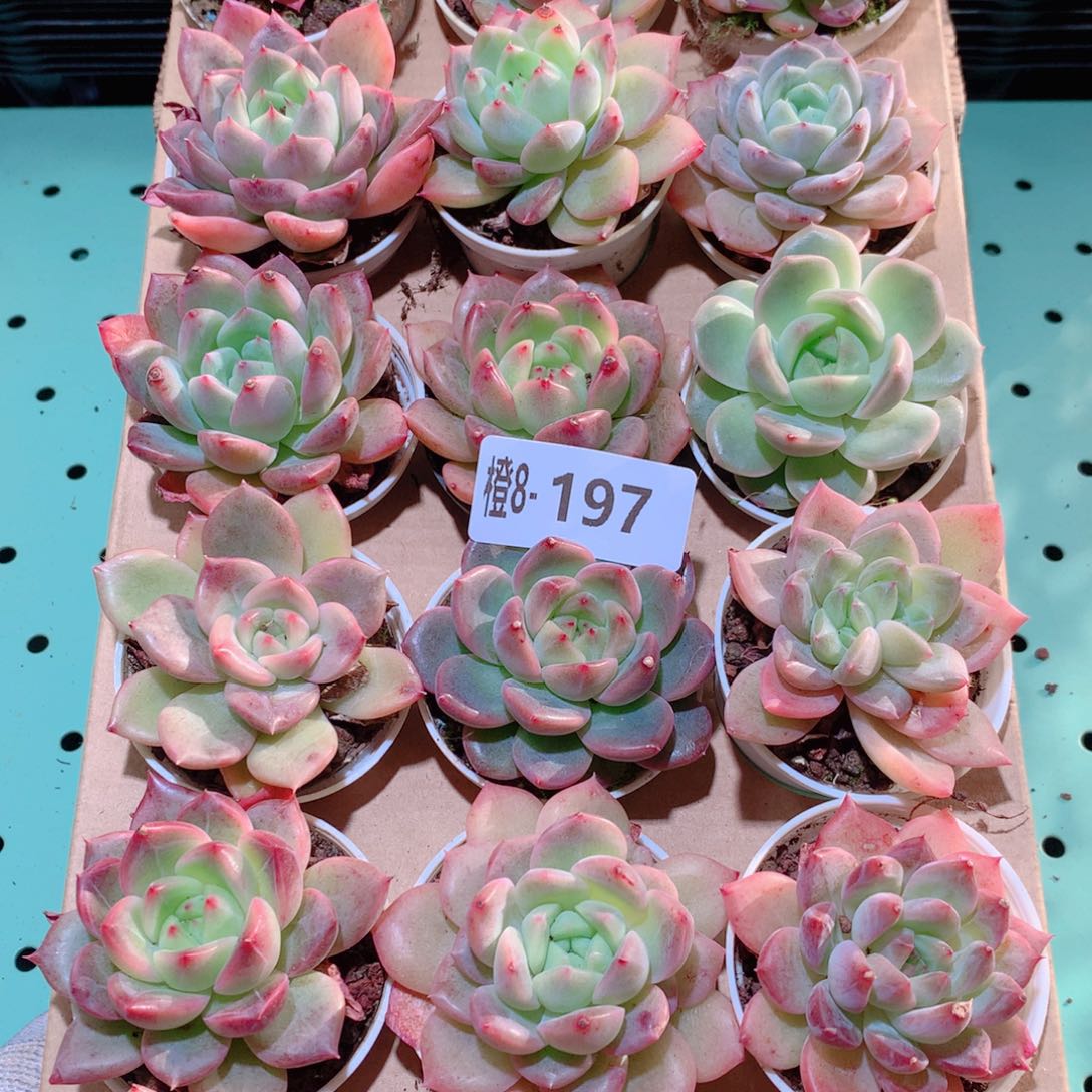 8-197一物一拍多肉带盆18颗