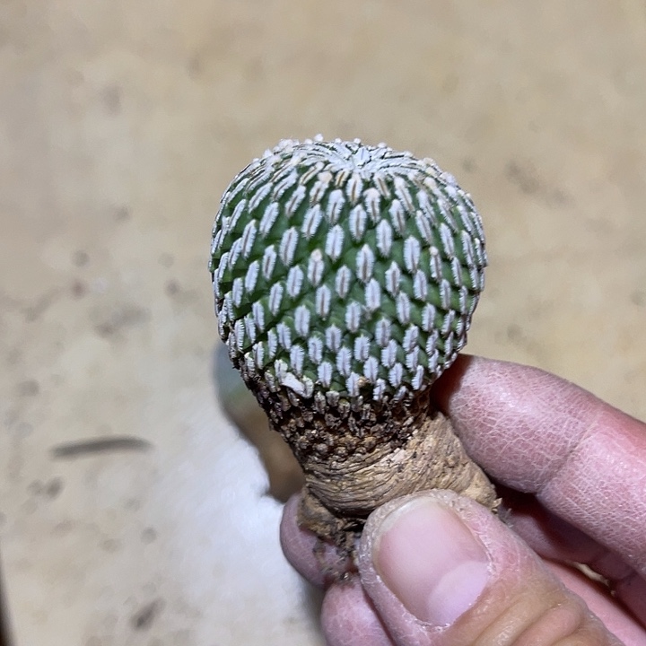 满38包邮2天凑单，脱土晾根发货多肉植物实生精巧殿