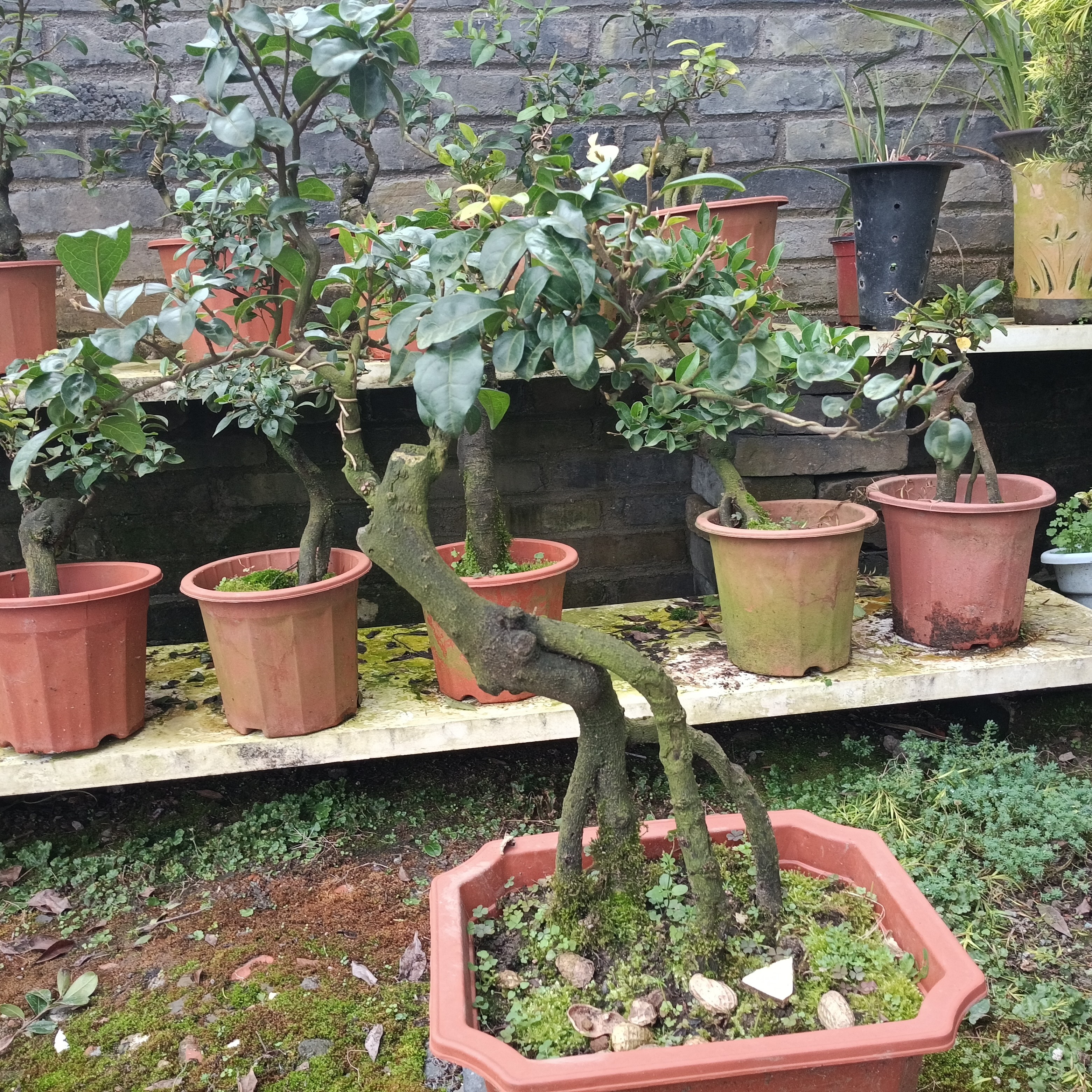 四川小叶金弹子可挂果盆栽带造型观果盆景小苗母桩练手