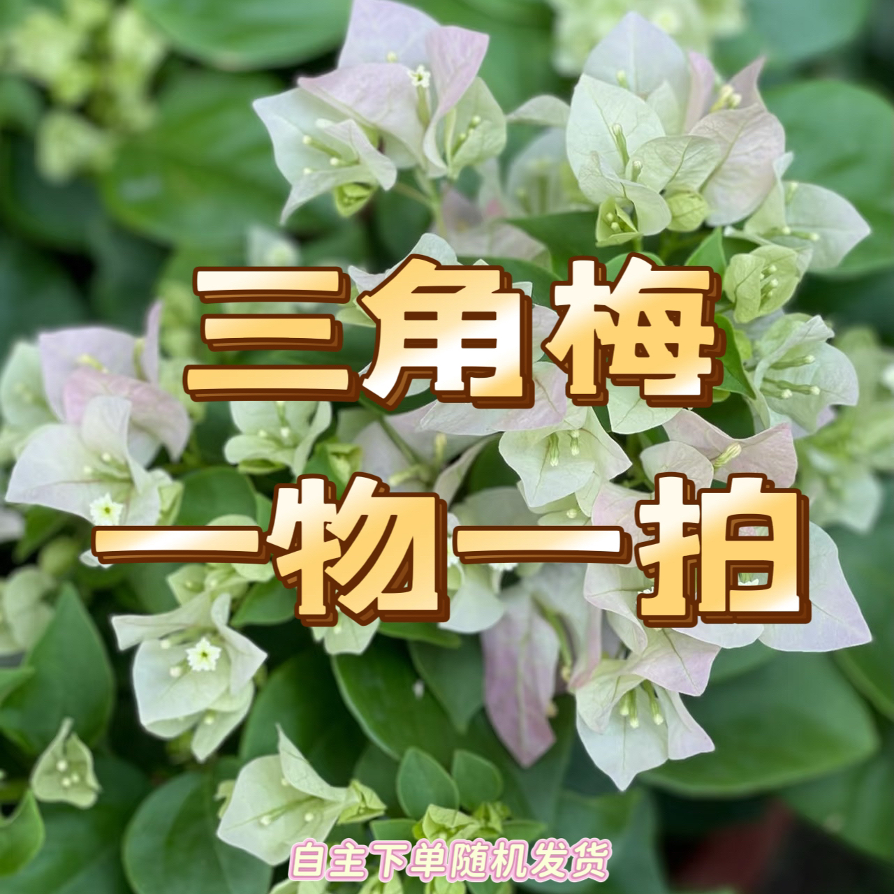 【一物一拍】三角梅基地直发原盆原土阳台庭院包对品种易开花好养