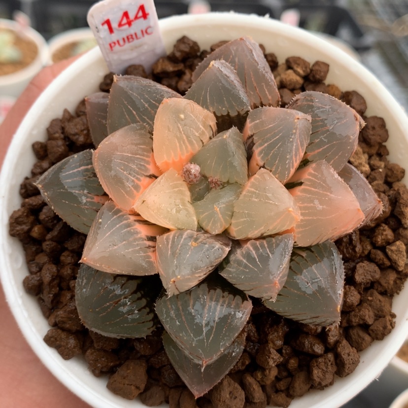 【闪购商品】144糯玉露