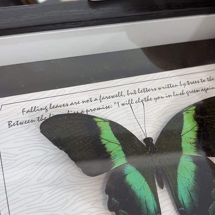 萱***¹蝴蝶标本定制520@