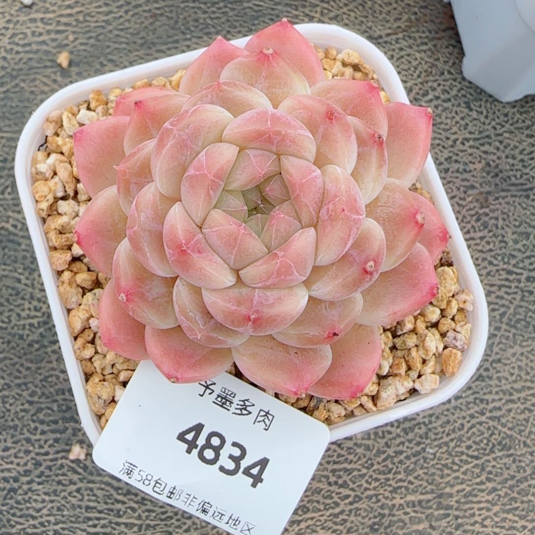 冰魄，4834多肉植物