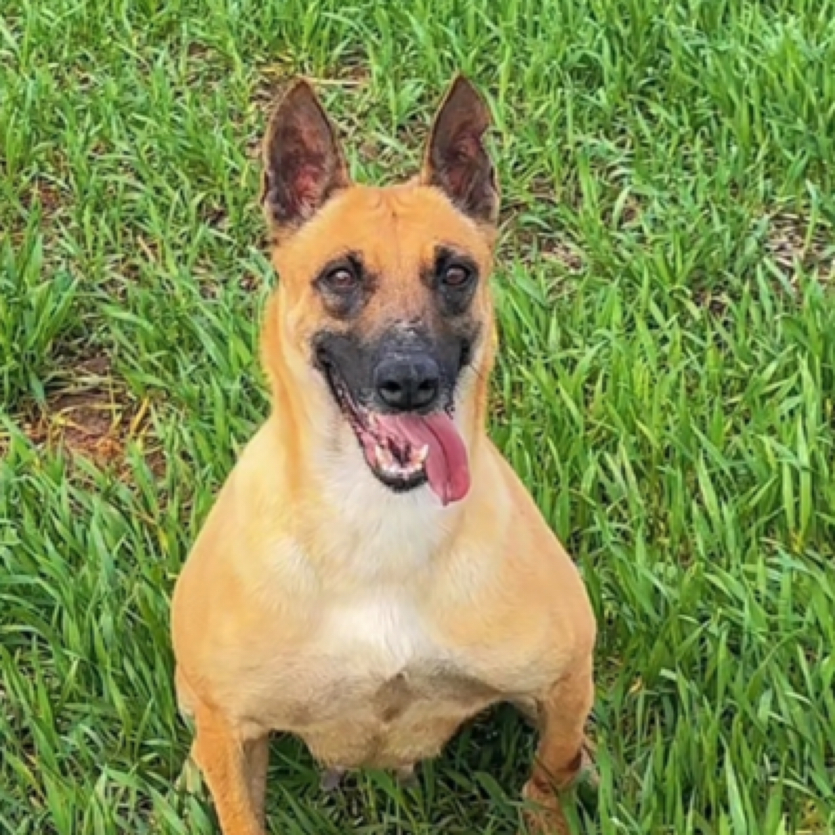 王健精品马犬 幼犬