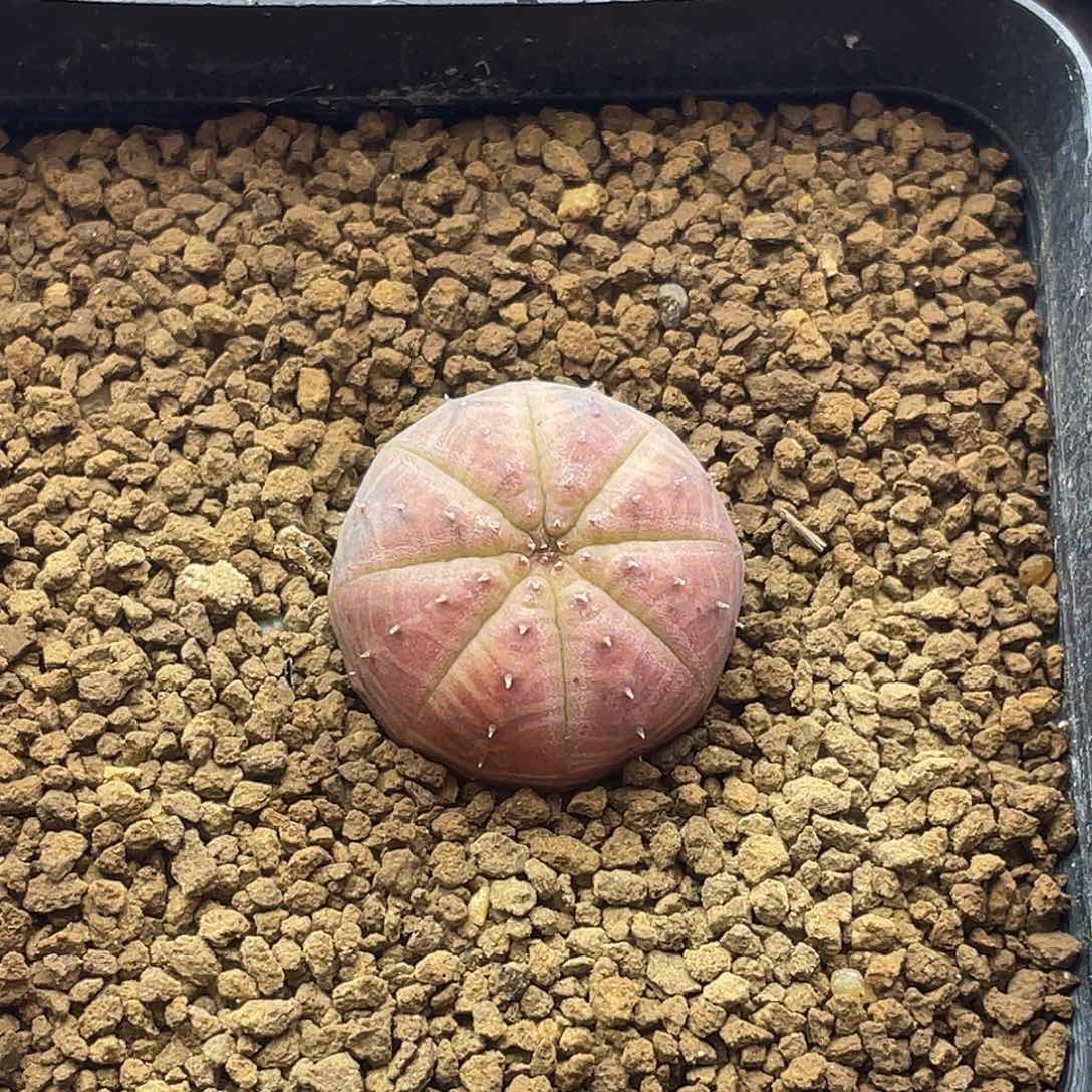 实生胭脂欧系布纹球