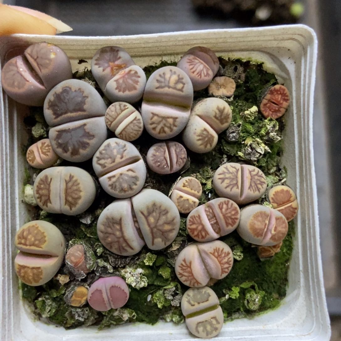 7540一盒七方菊有疤