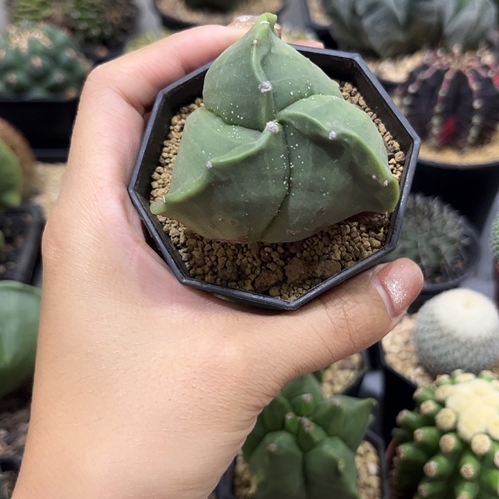 实生根三角栾凤玉