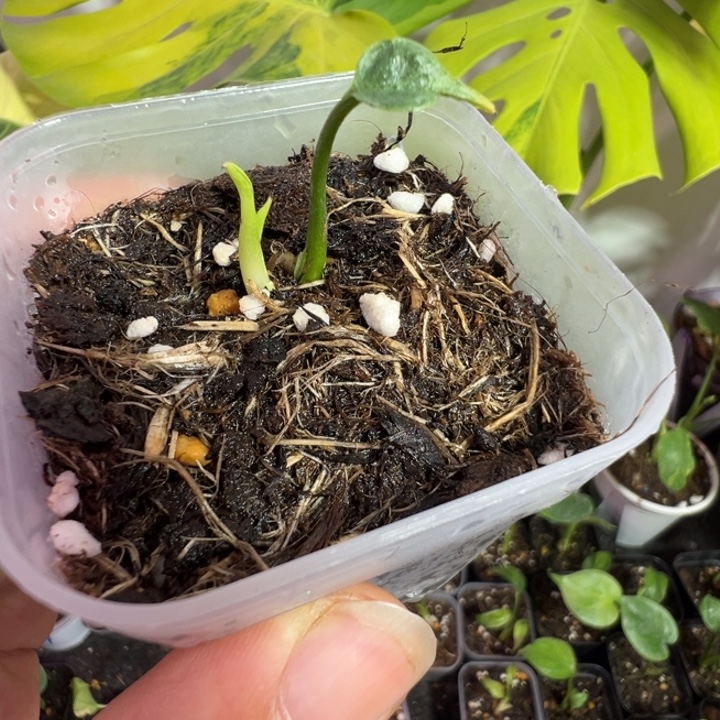 大***冰完全开放龟背竹种子苗