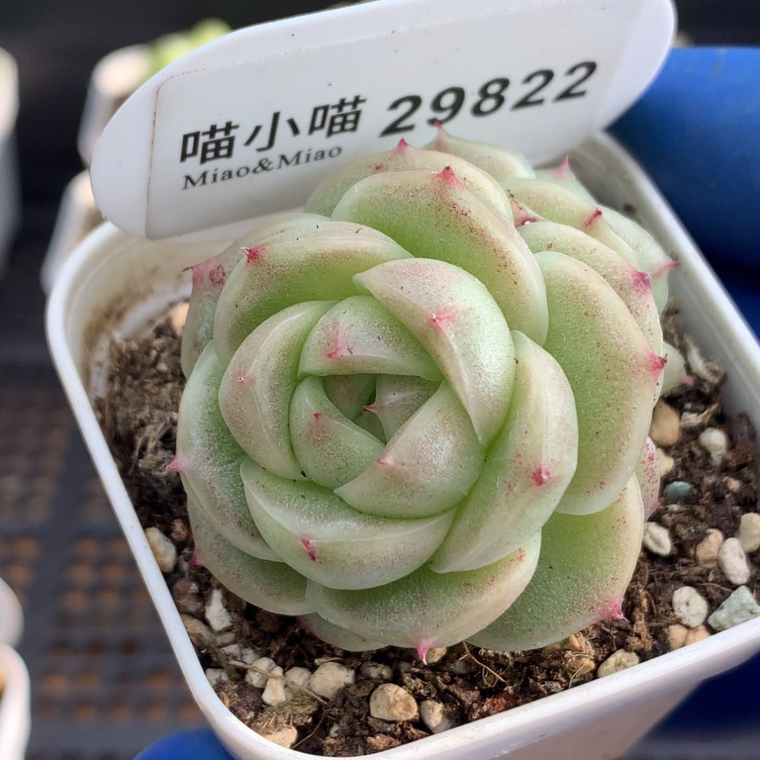 多肉植物杂交珍妮